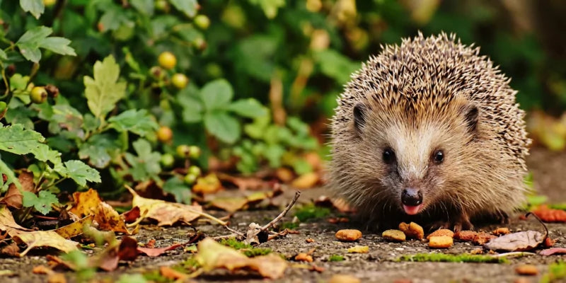 Wat eten de egels in je tuin?