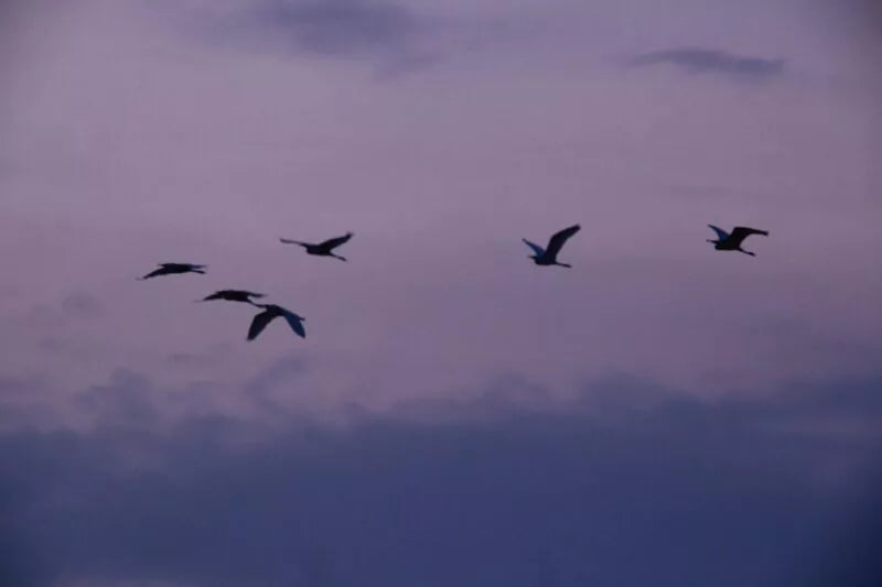 Welke vogels trekken naar het zuiden?