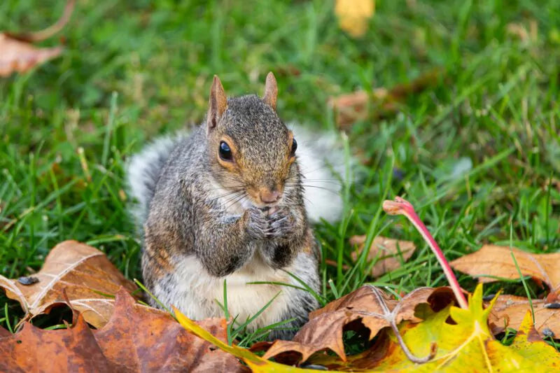 Wat eten de eekhoorns in je tuin?