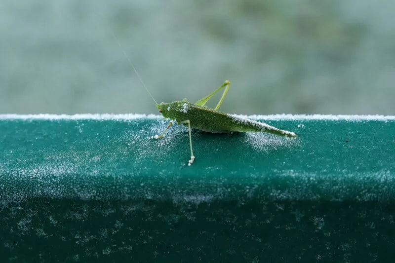 Welke insecten kun je in de winter tegenkomen?