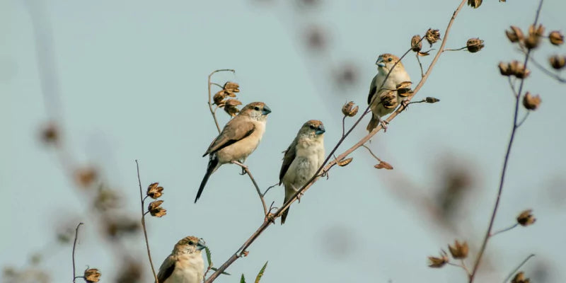 Hoe gedragen vogels zich in elk seizoen?