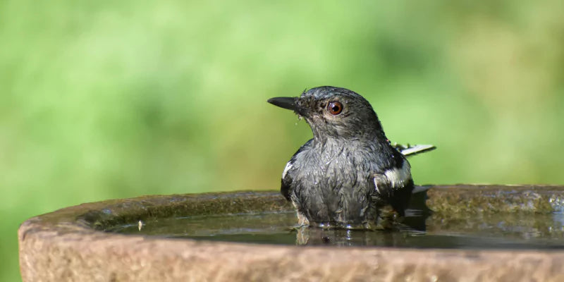 Vogels en hun gedrag rondom water: wat kunnen we leren?