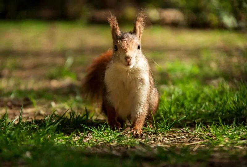 Tips en trucs voor het aantrekken van eekhoorns naar je tuin