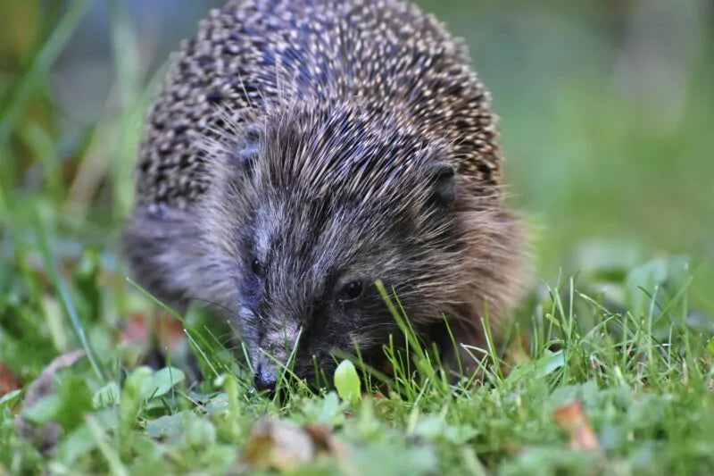 Egel op bezoek in je tuin?
