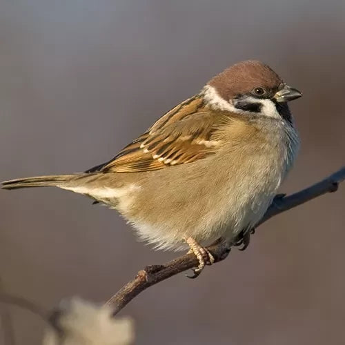 Voer voor de Ringmus