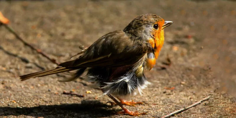 Waar zijn alle vogels heen?
