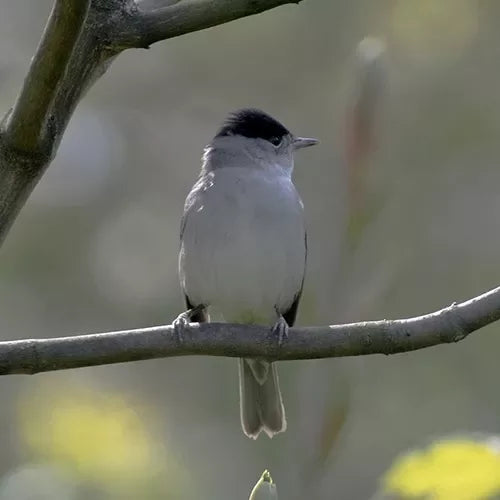 Voer voor de Zwartkop