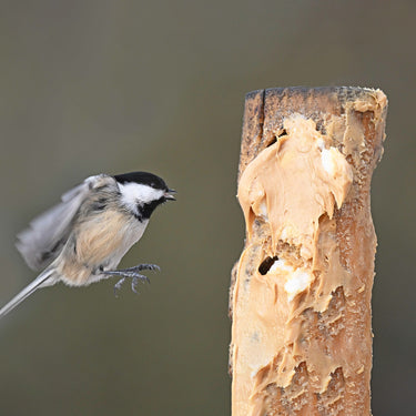 Vogelpindakaas - Bark Butter - Pinda