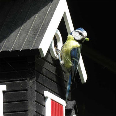 zwart vogelkastje met pimpelmees