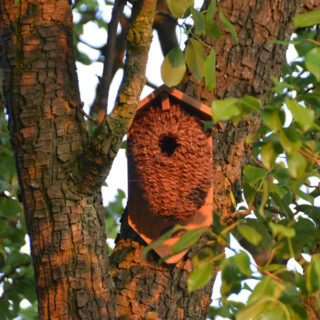 nestbuidel in boom