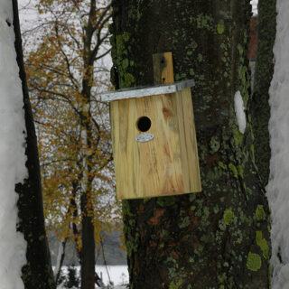 vogelhuisje aan boom met zinken dak