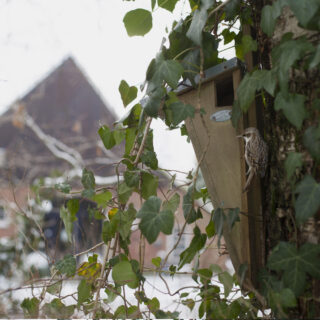 Vogelhuisje - Boomkruiper Basic sfeer