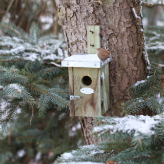 Vogelhuisje - Winterkoning Basic sfeer