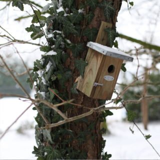 Vogelhuisje - Winterkoning Basic sfeer