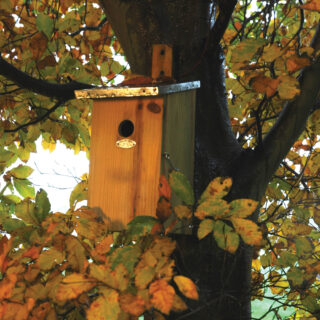 Vogelhuisje - Observatie Basic sfeer