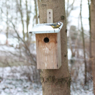 Vogelhuisje - Observatie Basic sfeer