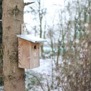 Vogelhuisje - Observatie Basic sfeer