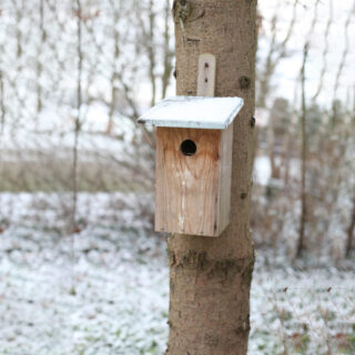 Vogelhuisje - Observatie Basic sfeer