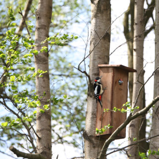 Vogelhuisje - Bonte Specht