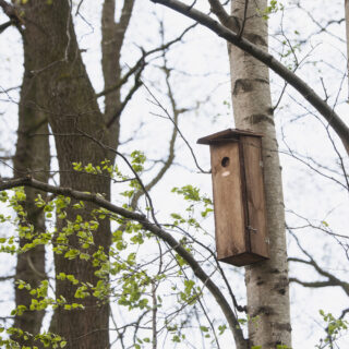 Vogelhuisje - Bonte Specht