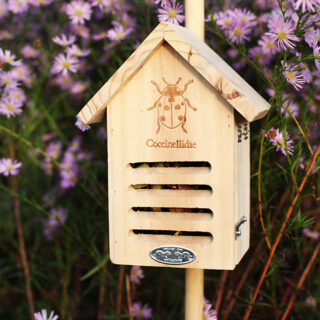 lieveheersbeesthuisje aan paal