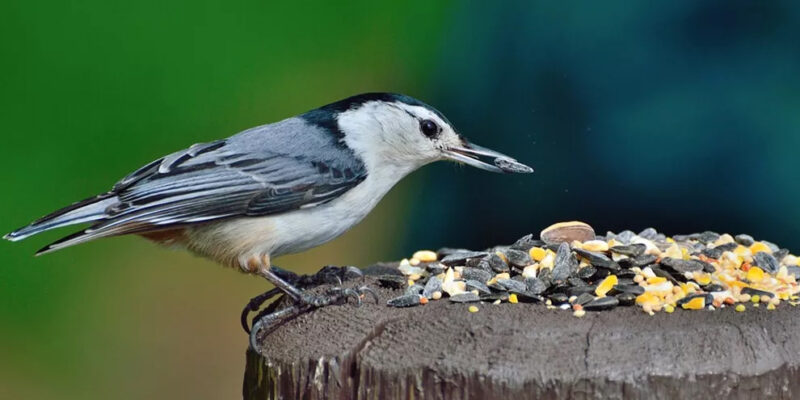 vogel zit op paal en eet voer