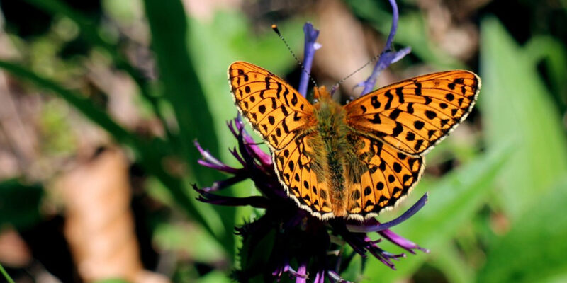 vlinder op bloem