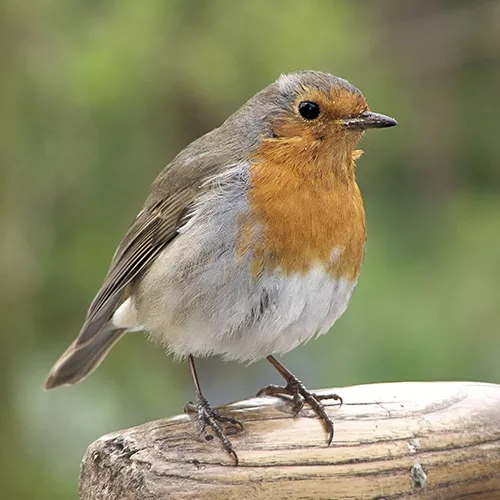 roodborstje op paal