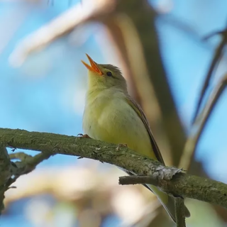 De Spotvogel