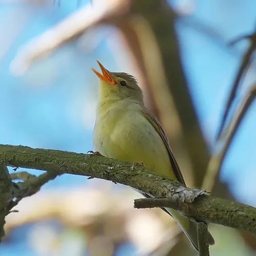 spotvogel op tak