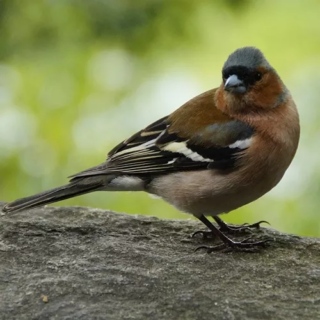 De Vink