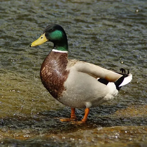 wilde eend in water