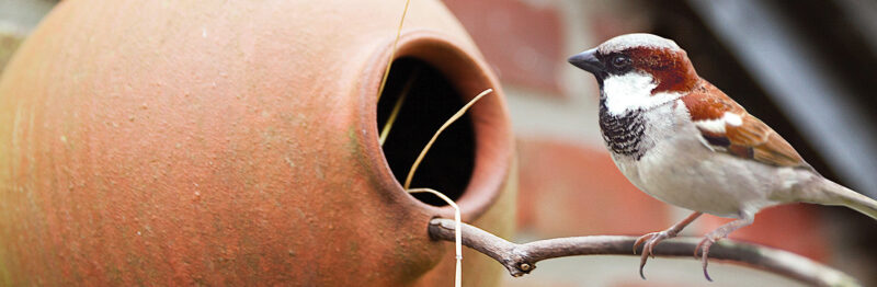 vogelpot met een huismus erop