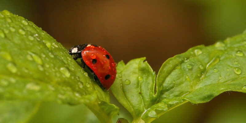 lieveheersbeestje op groen blad