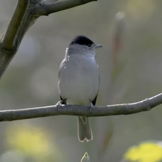 De Zwartkop