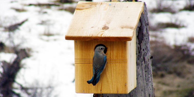 vogelhuis aan boom met vogel