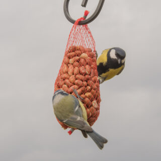 pindanet met twee vogeltjes eraan