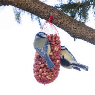 pindanet met twee vogeltjes eraan