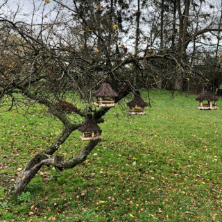 boom met meerdere voer huisjes voor vogels erin