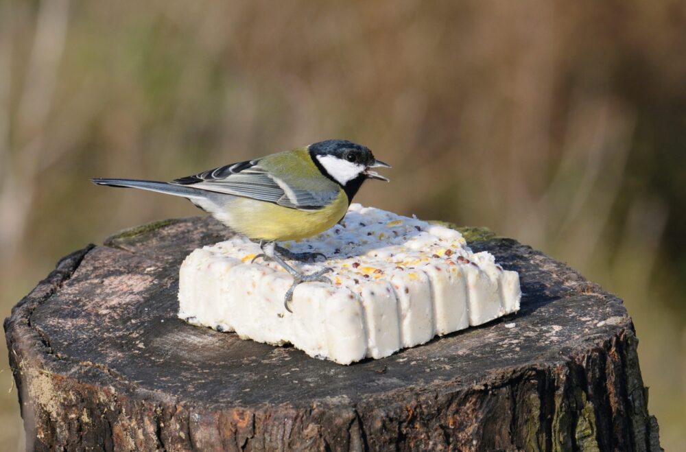 Boomstronk met vetblok met daarop een vogeltje