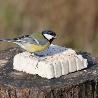 Boomstronk met vetblok met daarop een vogeltje