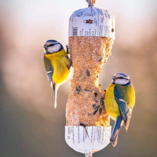 vogeltjes eten van vetstaaf die in een boom hangt