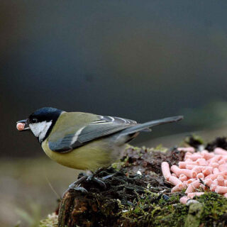 Vogeltje eet vetkorrels