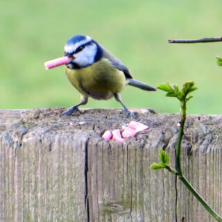 vogeltje met een vetkorrel in de snavel