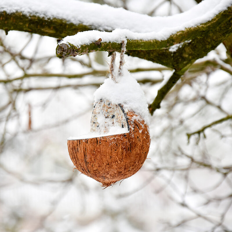 besneeuwde kokosnoot aan een boom gevuld met vogelvoer