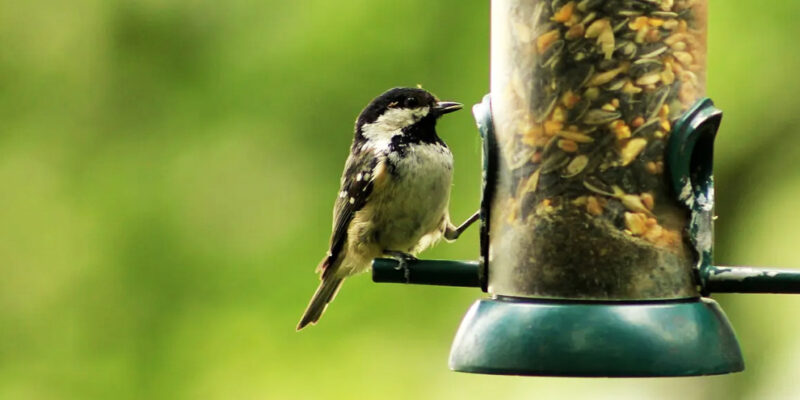 vogeltje aan voedersilo