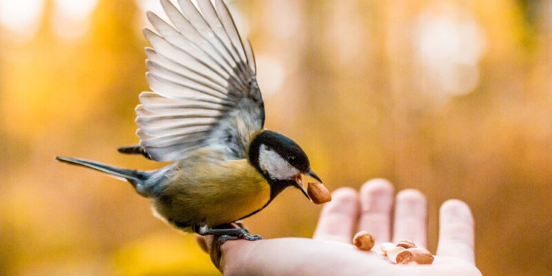 vogel eet pindas uit hand