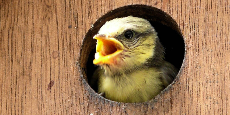 vogeltje in invliegopening