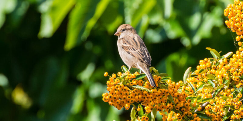 vogeltje in struik met oranje bessen