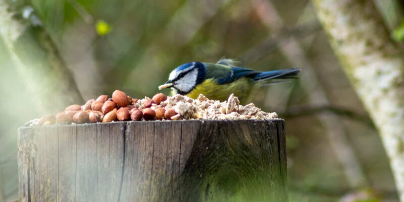 pimpelmees eet van vogelvoer